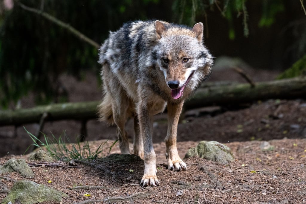 Ein Wolf spaziert in einem Tierpark durch ein Gehege.