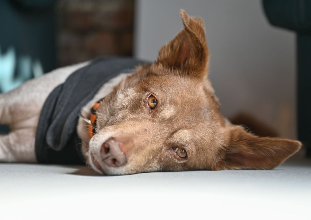 In Spanien gibt es schätzungsweise rund 26 Millionen Haustiere, darunter vor allem Hunde und Katzen.
