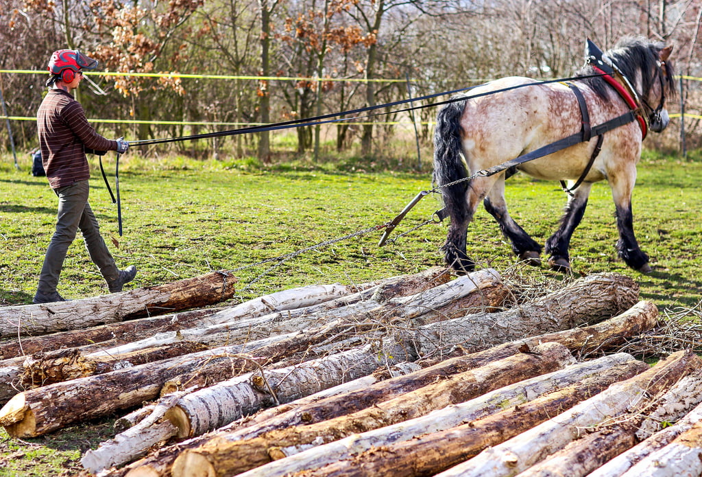 Mario Götze und sein Rheinisches Kaltblut Urs rangieren die Holzstämme aus dem kleinen Wald.