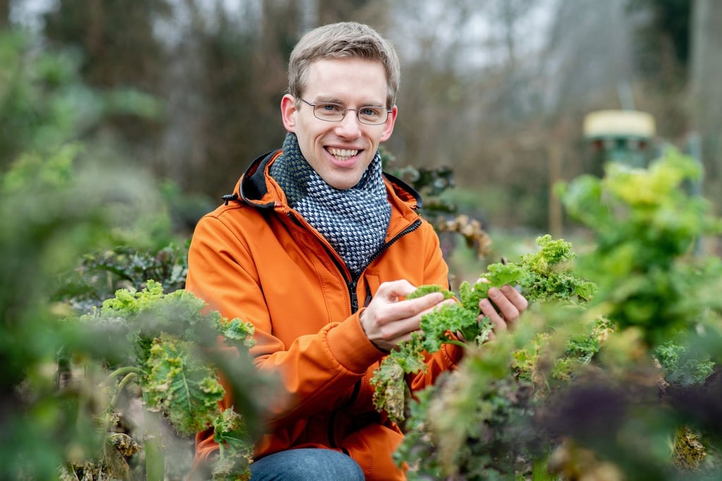 Christoph Hahn, promovierter Biologe, begutachtet verschiedene Grünkohlpflanzen auf einem Versuchsfeld der Universität Oldenburg. Der Wissenschaftler hat Grünkohlsorten aus aller Welt auf ihre Inhaltsstoffe untersucht.