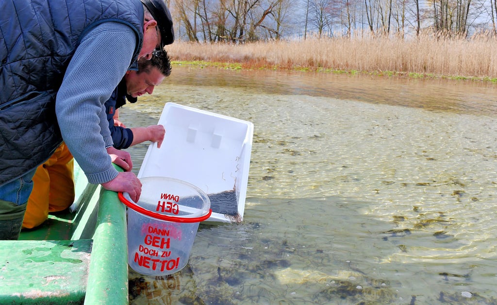 Wilfied Kagel (links) und Fabian Stegner ließen die Glasaale behutsam in den Arendsee. Der Schilfbereich ist zwar in Sichtweite, doch für die Fische unerreichbar, da sich dort kein Wasser mehr befindet.