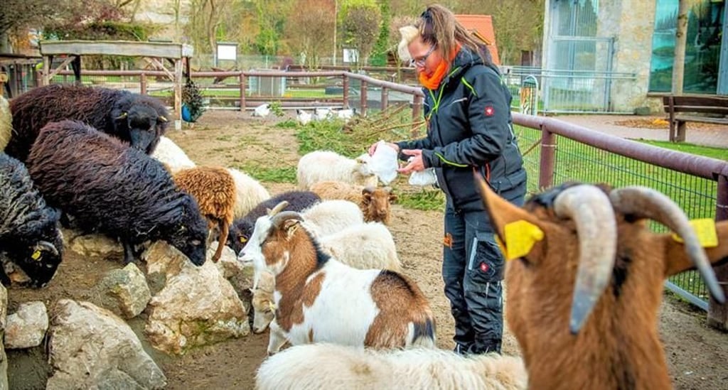 Der Tierpark Bad Kösen kann ab dem morgigen Sonnabend wieder Besucher begrüßen. Seit Ende Januar war er wegen des Ausbruchs der Gegflügelpest geschlossen worden. Nach erneuten negativen Tests hat der Kreis angeordnete Sperrmaßnahmen aufgehoben.