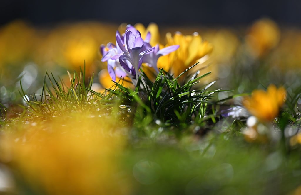 Krokusse blühen auf dem Anger.