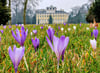 Immer wieder schön ist die Krokuswiese vor dem Wörlitzer Schloss. In diesem Jahr stehen im Gartenreich mehrere Jubiläen an, erinnert wird etwa an die Einweihung des Schlosses vor 250 Jahren, am 22. März 1773.