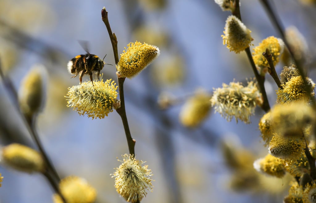 Der Frühling kommt am Freitag nach Sachsen-Anhalt.