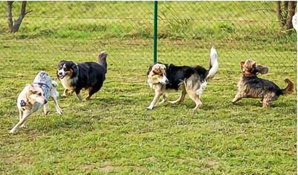 Nach dem Vorbild der neuen Hundewiese in Querfurt (Foto) wünschen sich auch Mülchener Hundebesitzer ein solches Angebot.