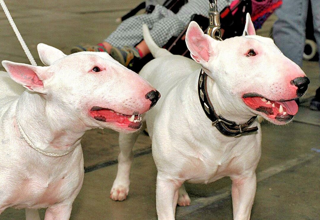 Vier Hundearten werden in Schwanebeck teurer.