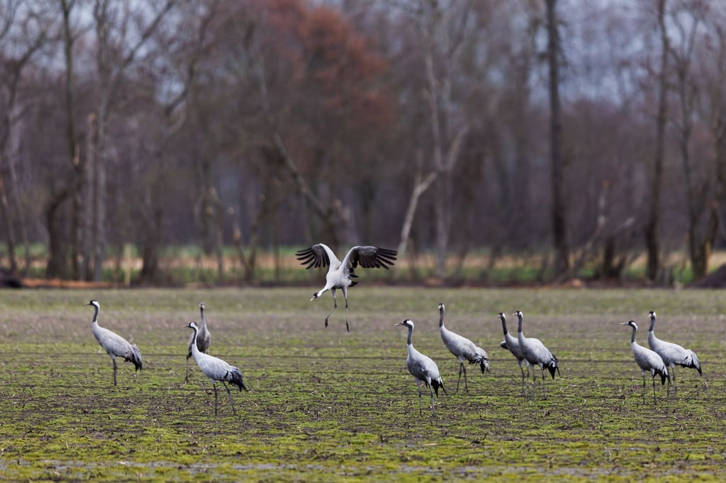 Kraniche stehen auf einem Feld.