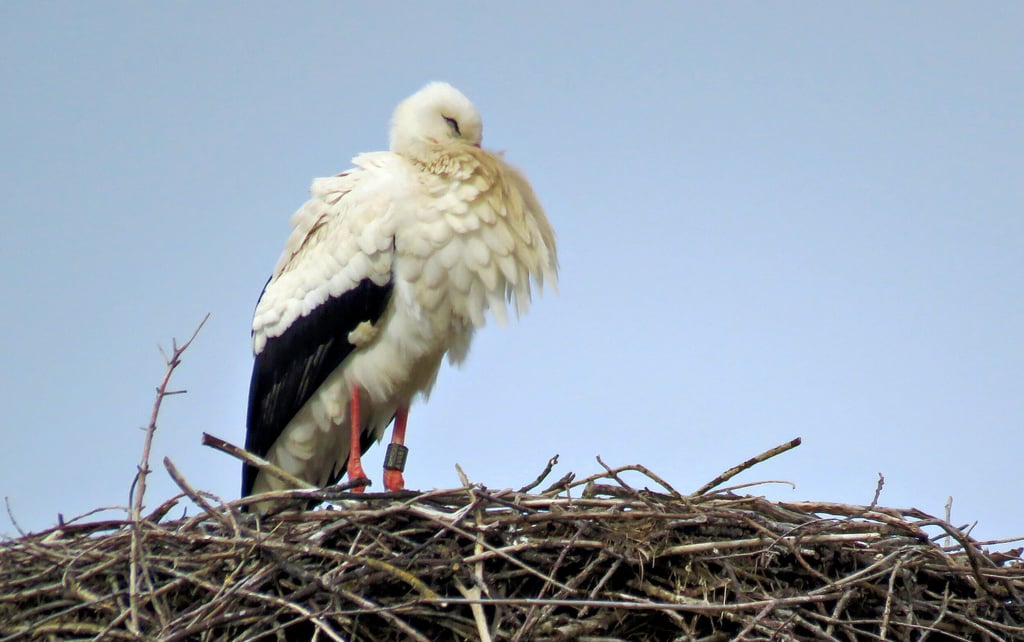 Ein Neuer im alten Horst: Der Weißstorch mit der Nummer DER AV 461 war fünf Jahre in Dessau und 2022 in Raguhn ansässig. Jetzt ist er in Jeßnitz.