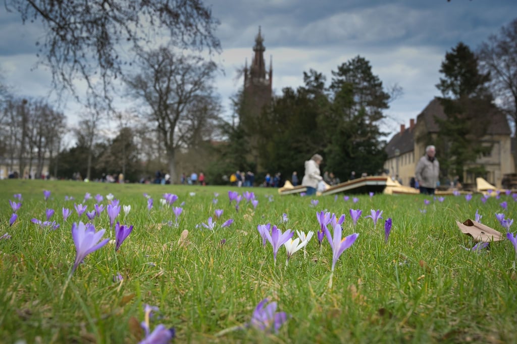 Einige Frühblüher zeigen ihre Blüten schon auf einer Wiese im Wörlitzer Park.
