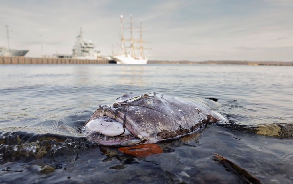 Nicht in seinem natürlichen Habitat: Ein toter Seeteufel liegt am Ufer in der Nähe des Segelschulschiffs „Gorch Fock“.
