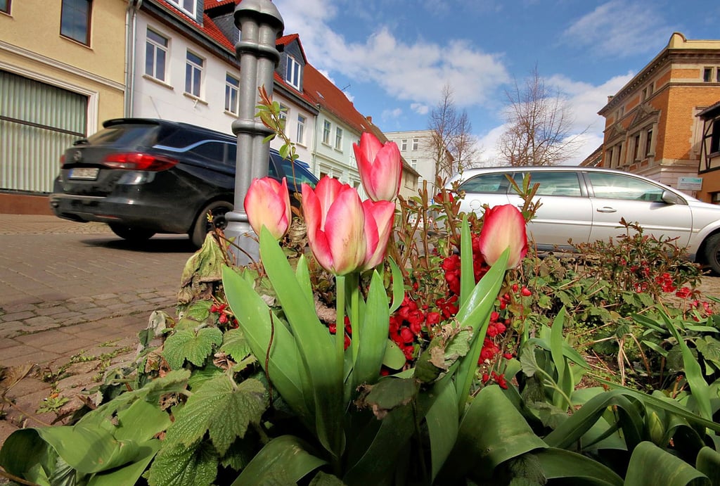 Blumen schmücken seit vielen Jahren in den Blumenkübeln die Calbenser Innenstadt. Am Freitag wollen die Mitarbeiter der Stadtverwaltung die Kübel bepflanzen.