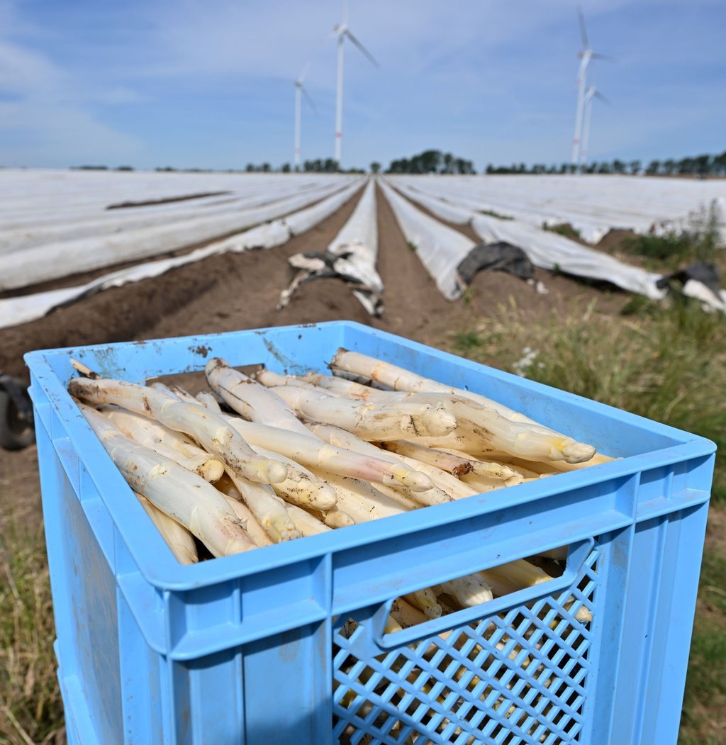 Die Planen auf dem Spargelfeld des Spargelhof Kutzleben werden mit einem Traktor vom Feld geholt.