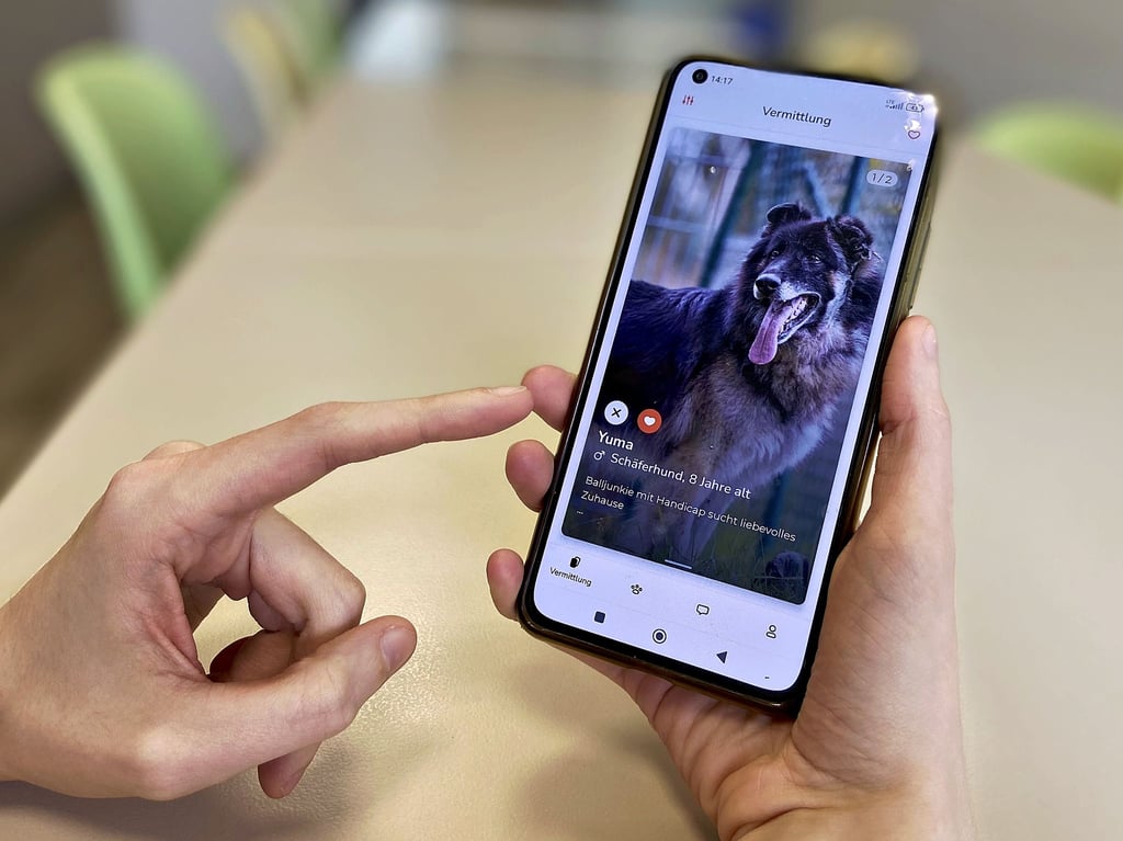 Die in Schönebeck entwickelte App „FindUs“ soll Tierheimtiere mit neuen Besitzern zusammenbringen. Eine Art Tinder für Tiere also. Das Team der App ist derzeit bestrebt, mehr Tierheime und Nutzer für die App zu gewinnen.