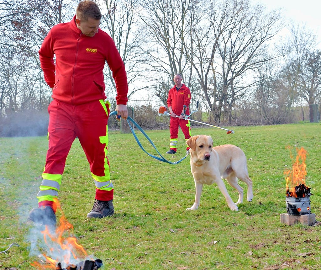 Charlie hat kein Problem mit Feuer und Qualm. Auch den Krach der Motorsense passiert Christian Zöffzig aus Magdeburg mit seinem Labrador ohne Probleme.
