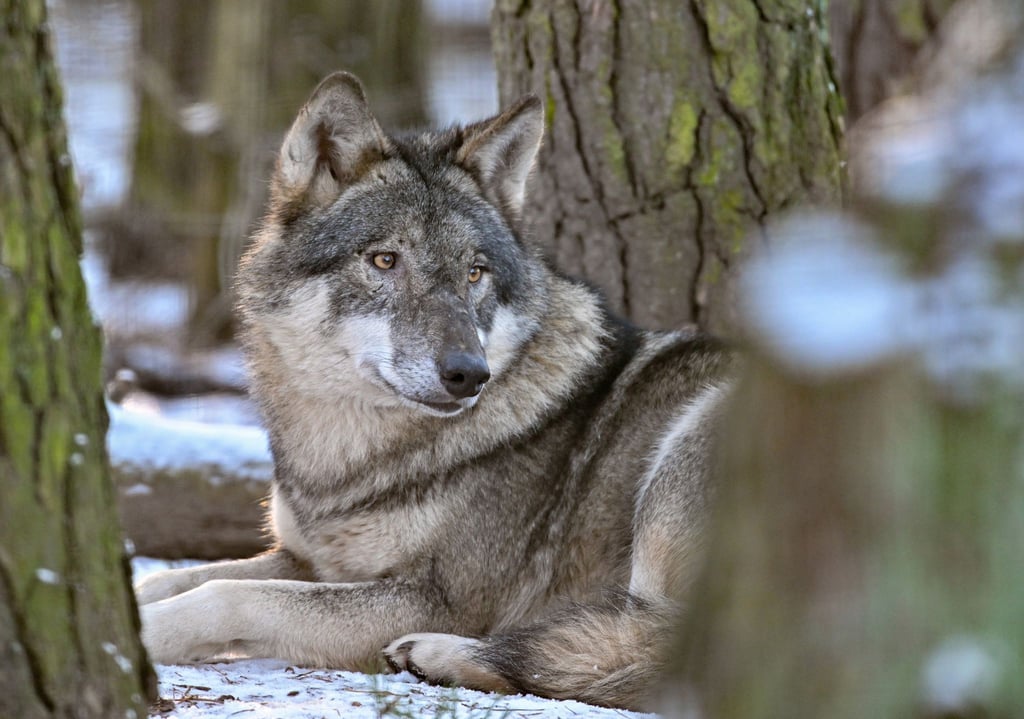 Ein Wolf (Canis lupus).