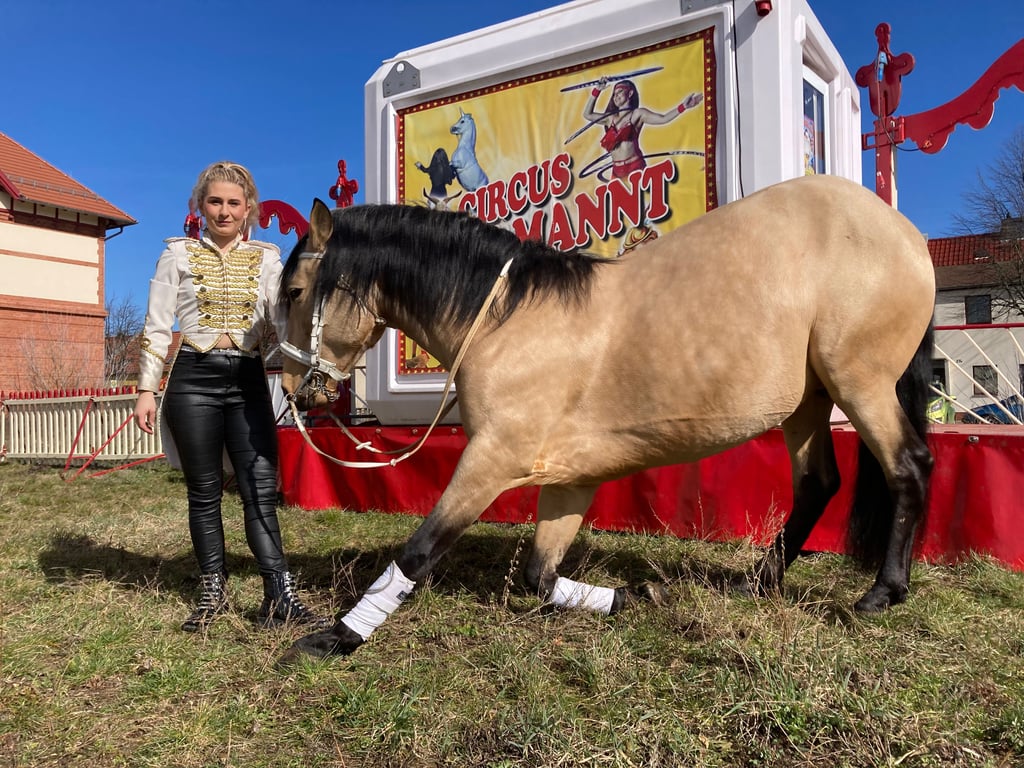 Jolien Spindler vom Circus Aramannt hat die Tiere mit dem Gelände in Burg bei vertraut gemacht.