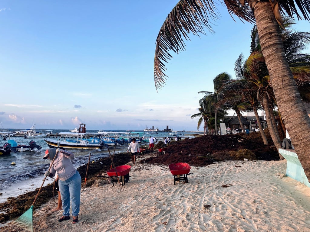 Auf der mexikanischen Halbinsel Yucatán haben die Braunalgen viele Strände befallen.