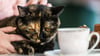 Katze „Elfriede“ lässt sich auf dem Schoß von Franziska Müller streicheln. Die Gäste können bei ihrem Besuch ihre Speisen und Getränke in Gesellschaft von sechs Britisch-Kurzhaar-Katzen einnehmen.