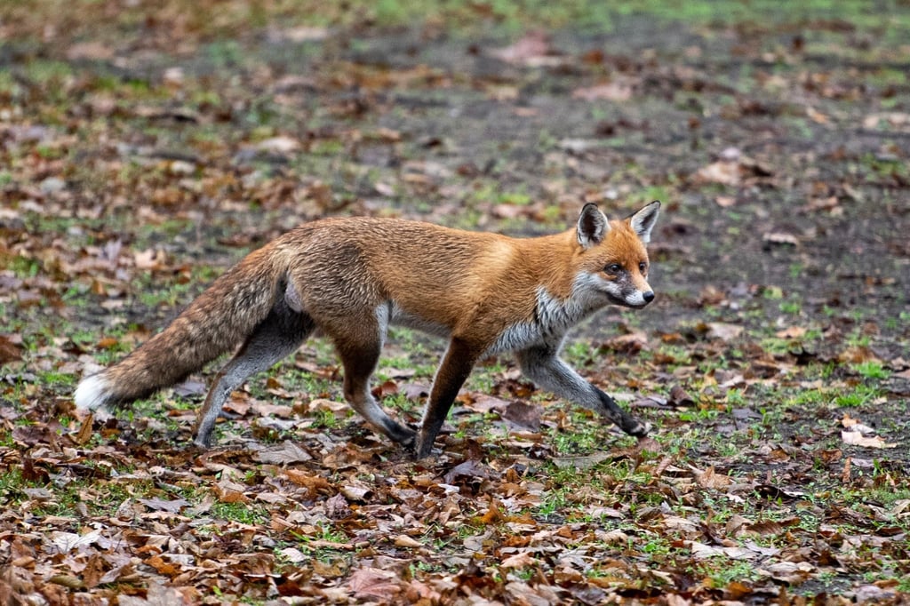 In Deutschland gibt es die ersten Nachweise des Vogelgrippe-Virus H5N1 bei Füchsen.