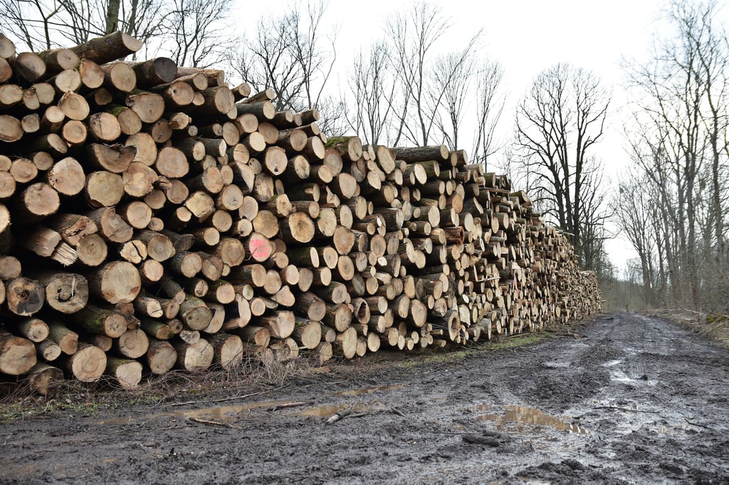 Einige Meter hoch und etliche Meter weit erstreckt sich dieser Holzstapel am Weg durch die Kreuzhorst in Magdeburg.