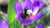 Hummeln brauchen jetzt Pollen - die finden sie zum Beispiel in Krokusblüten in Gärten und auf Balkons.