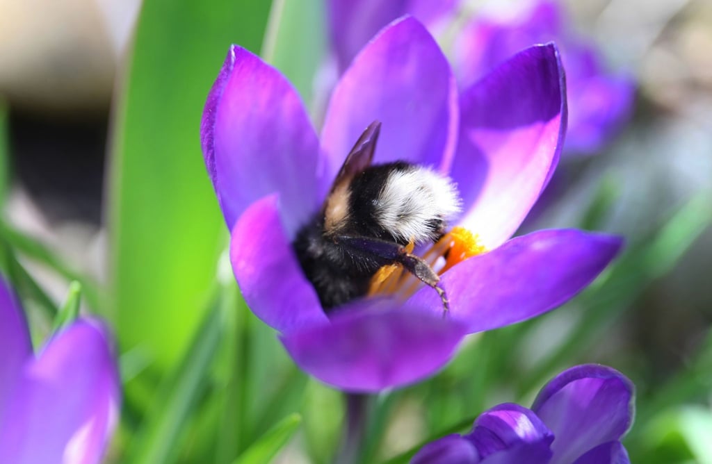 Hummeln brauchen jetzt Pollen - die finden sie zum Beispiel in Krokusblüten in Gärten und auf Balkons.