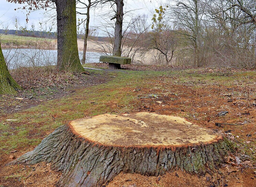 Der Baumstumpf ist einzig von der gefällten Eiche zwischen Kirchsee und Schlossmauer übrig geblieben.