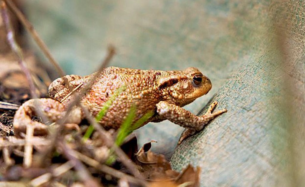 Naturschutz Vorsicht in der Altmark die Kröten kommen