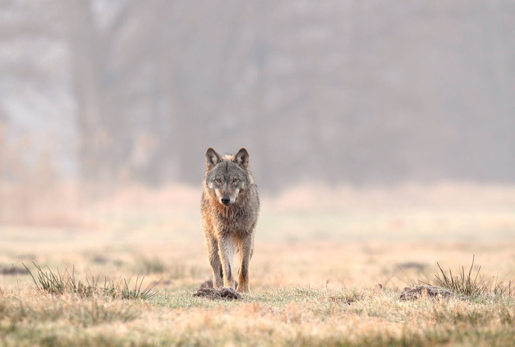 Ein zehn Monate alter Wolf .