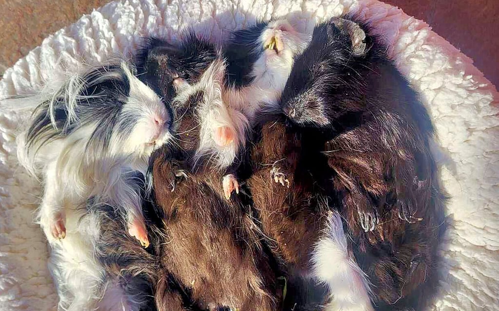 Gegen die Kälte kamen die Meerschweinchen in Dessau nicht an.