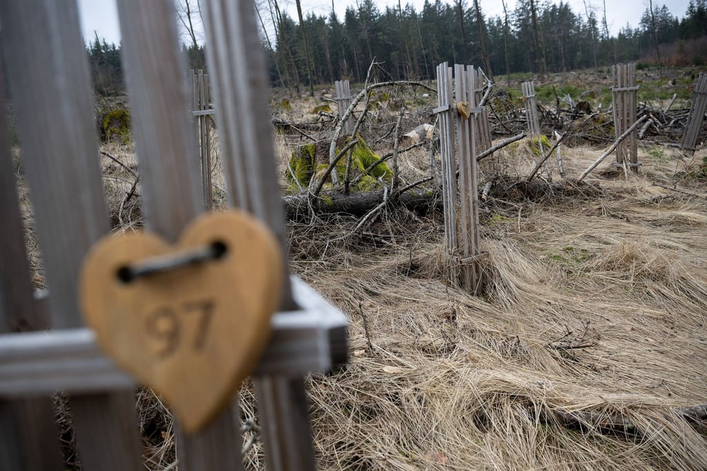 Bäume, die von der Initiative „Herzenswald Schmitten“ gepflanzt wurden, stehen mit Herzen markiert auf einer kahlen Fläche im Taunus im Wald.
