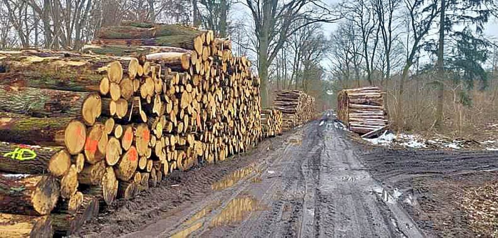 Im Bürgerholz bei Salzwedel hat der neue Eigentümer des Waldes Kahlschlag gemacht.