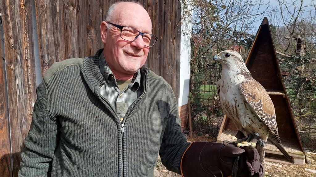 Gerhard Teuber aus Satuelle pflegt und trainiert Greifvögel wie diesen Sakerfalken.