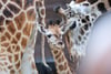 Das Giraffen-Jungtier «Niara» steht im Giraffenhaus des Leipziger Zoos.