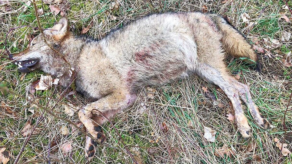 Dieser tote Jungwolf wurde am Burger Stadtrand aufgefunden.