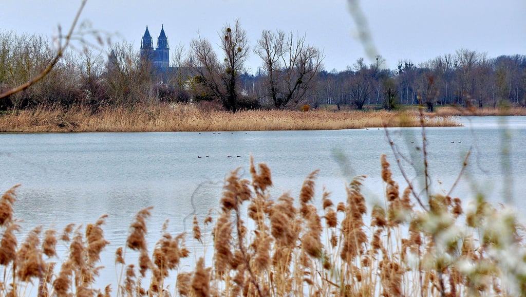 Blick über den Salbker See in Richtung Magdeburger Dom. Frischwasserzufuhr aus der Elbe könnte den Zustand des Sees verbessern.