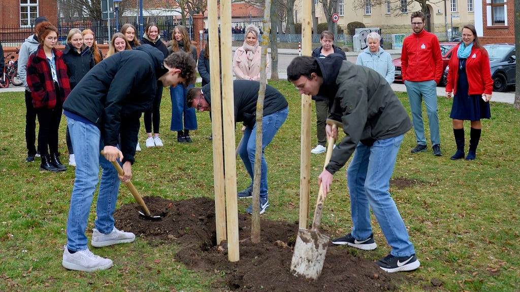 Auf dem Königsplatz in Staßfurt haben Gymnasiasten vom Dr.-Frank-Gymnasium einen Gingkobaum gepflanzt.