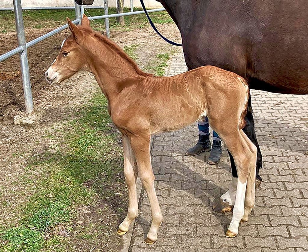 Dieses Stutfohlen aus dem Verein Osterburg steht in Krumke und ist vier Tage alt. Vater ist der Siegerhengst der DSP-Körung München 2022: Dream Royal. Mutter ist Zarin vom dänischen Hengst Zonik.