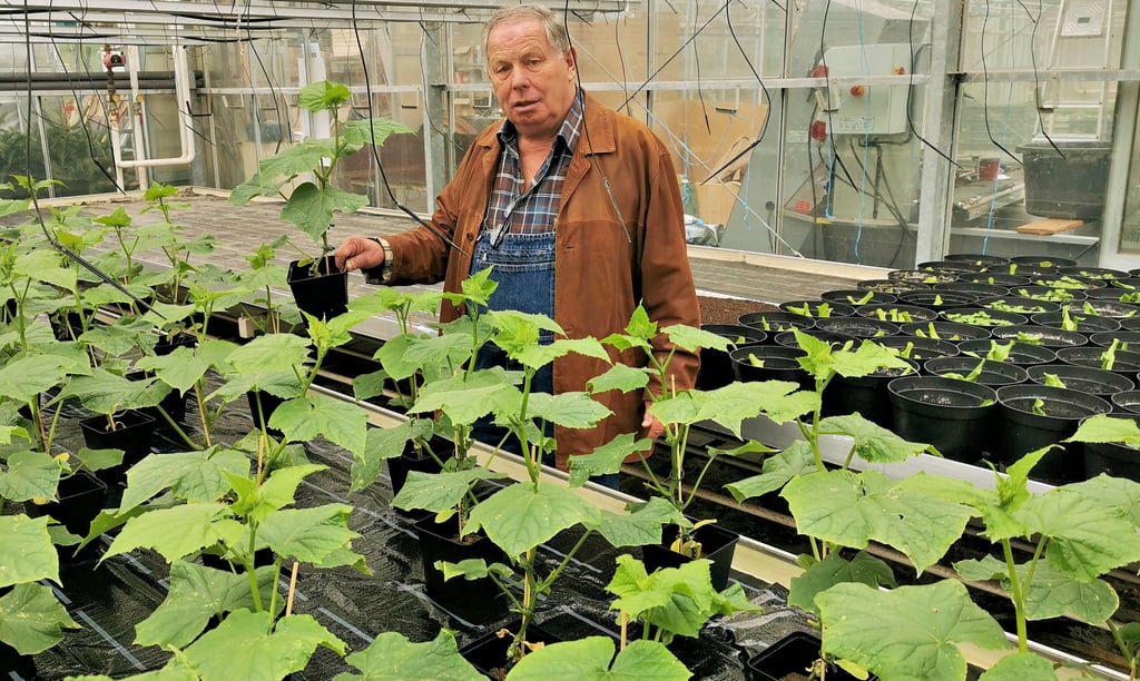Der Klötzer Gartenbauingenieur Klaus Richter vor den Schlangengurken im eigenen Gewächshaus. Er rät, Gemüsesorten bis Mitte Mai zu pflanzen. Danach würde es sich für eine erfolgreiche Ernte nicht mehr lohnen.