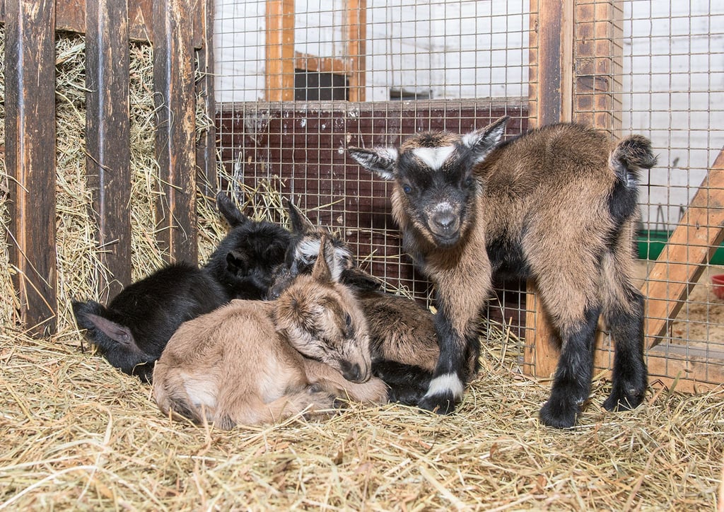 Im Tierpark Nordhorn hat eine Zwergziege Vierlinge zur Welt gebracht.