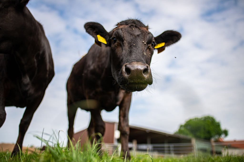 Zwei junge Wagyu Ochsen stehen auf einer Weide.