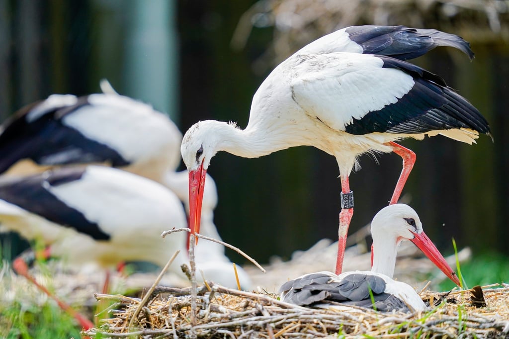 Ein Weißstorch (Ciconia ciconia) legt einen Ast in seinen Horst.