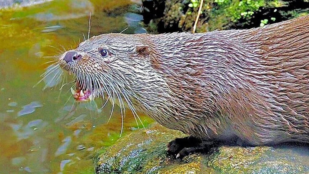 Die Fischotter breiten sich langsam wieder aus. Naturschutzmaßnahmen haben ihre ursprüngliche Heimat wieder lebenswert gemacht.