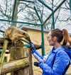 Nasenbären im neuen Gehege im Wittenberger Tierpark