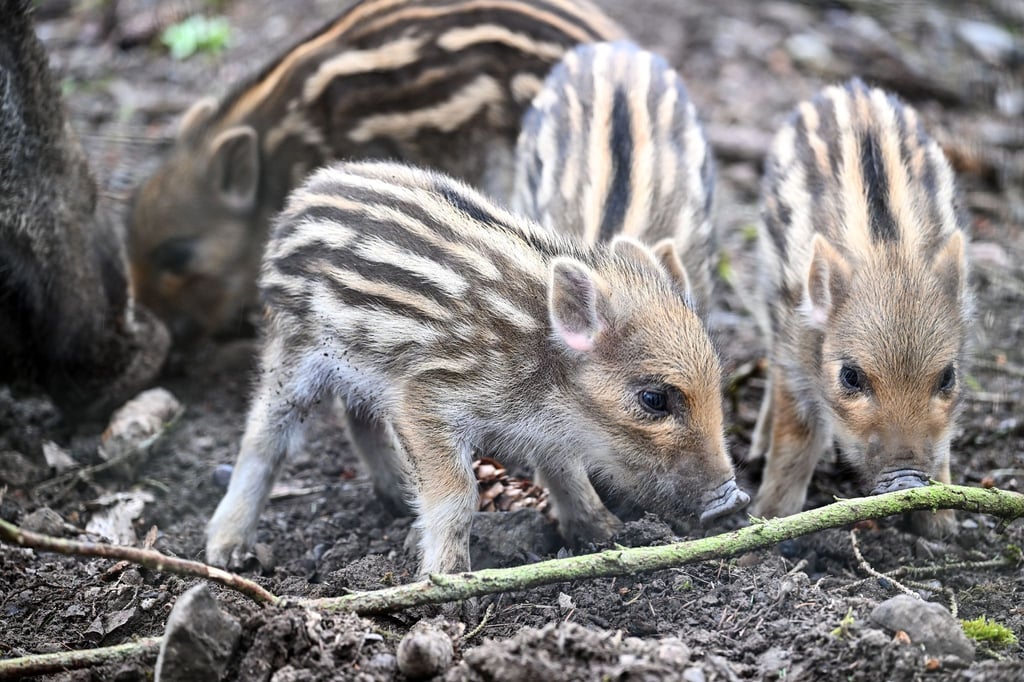Vier gestreifte Frischlingen laufen durch das Wildgehege.