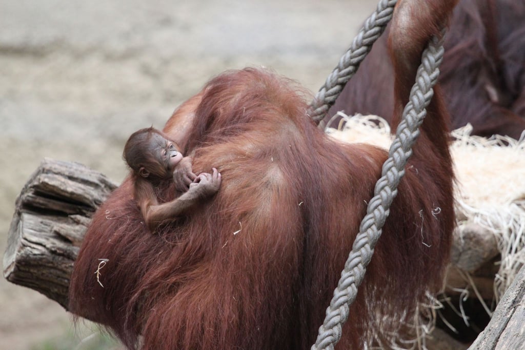 Die Orang-Utan-Mutter Cantik kümmert sich fürsorglich um ihr kleines Mädchen, das am 14. März geboren worden ist.