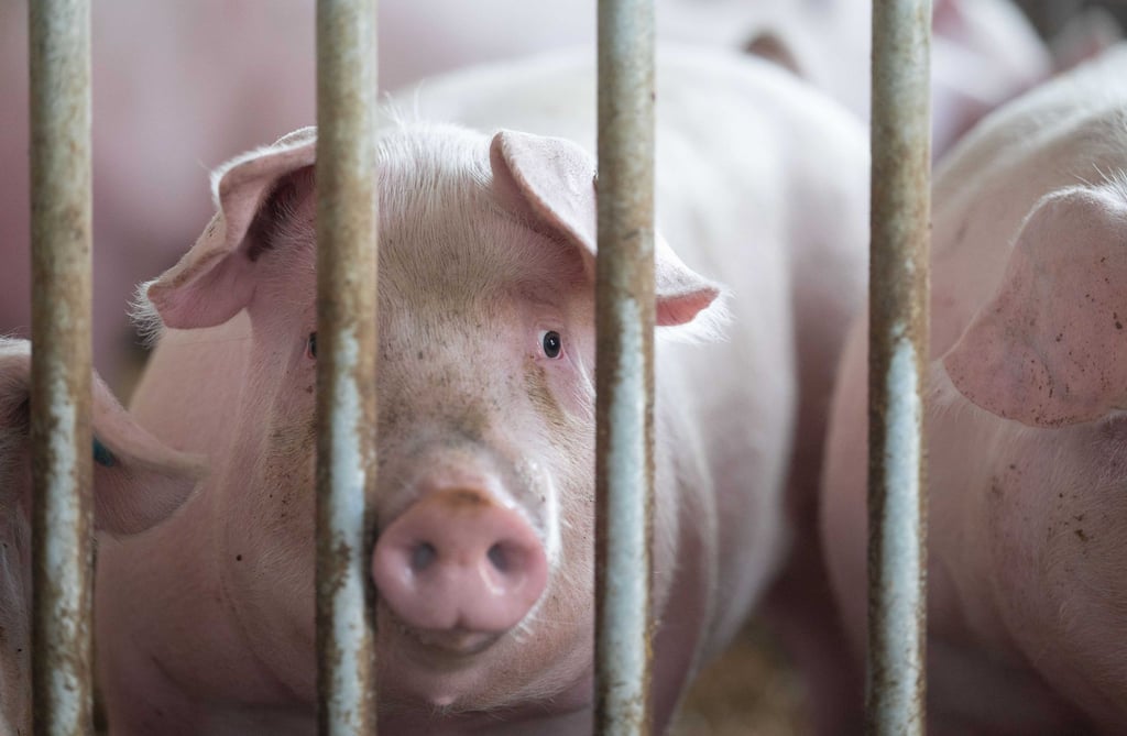 Schweine liegen in der Bucht eines Schweinestalls.