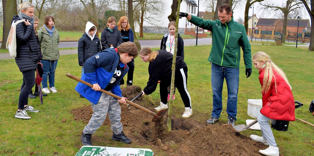 Auf dem Bahnhofsvorplatz pflanzten die Fünftklässler zwei Kaiserlinden, die dritte erhielt ihren Standort auf dem Platz des Friedens. Die Sekundarschüler lernten, dass die Jahre in der Baumschule nicht zählen, sondern dass ihre Bäume gestern sozusagen mit dem Pflanzen am endgültigen Standort erst Geburtstag feierten.