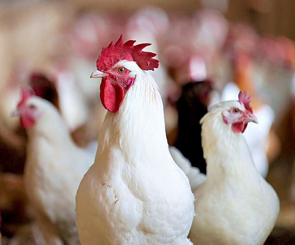 Die Stallpflicht für Geflügel im Burgenlandkreis ist aufgehoben.